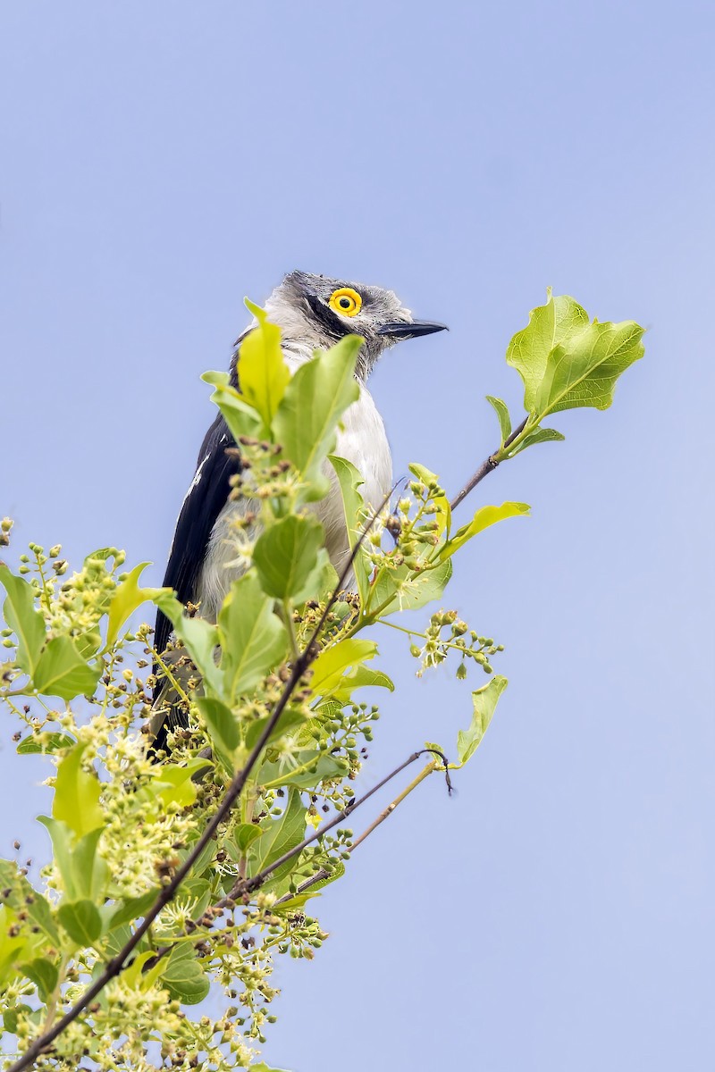 White-crested Helmetshrike - ML627701090