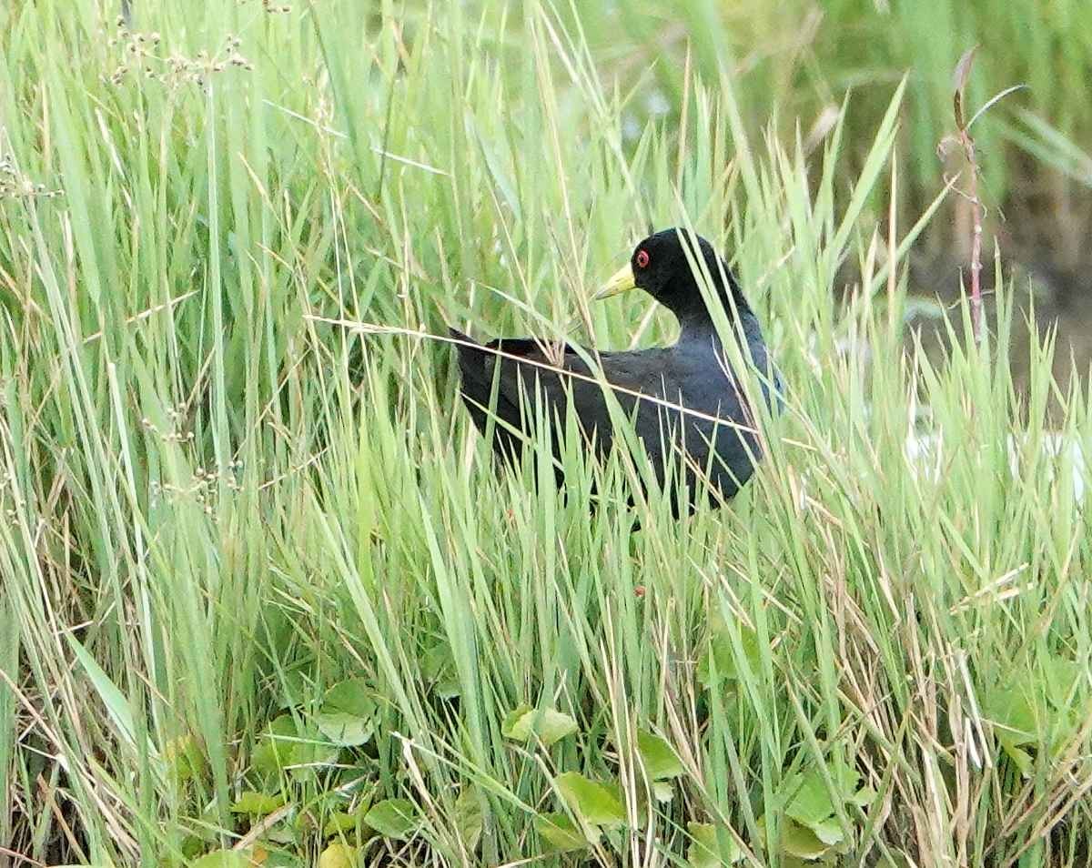 Black Crake - ML627701096