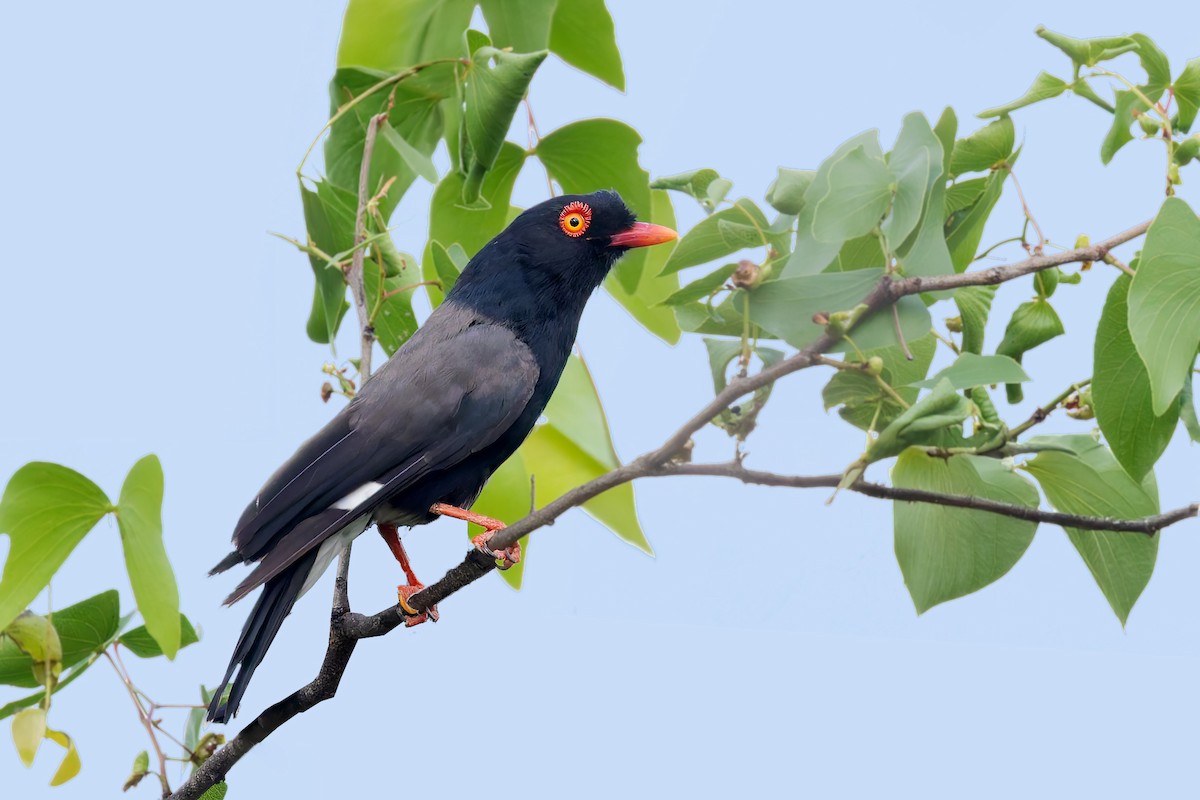 Retz's Helmetshrike - ML627701097