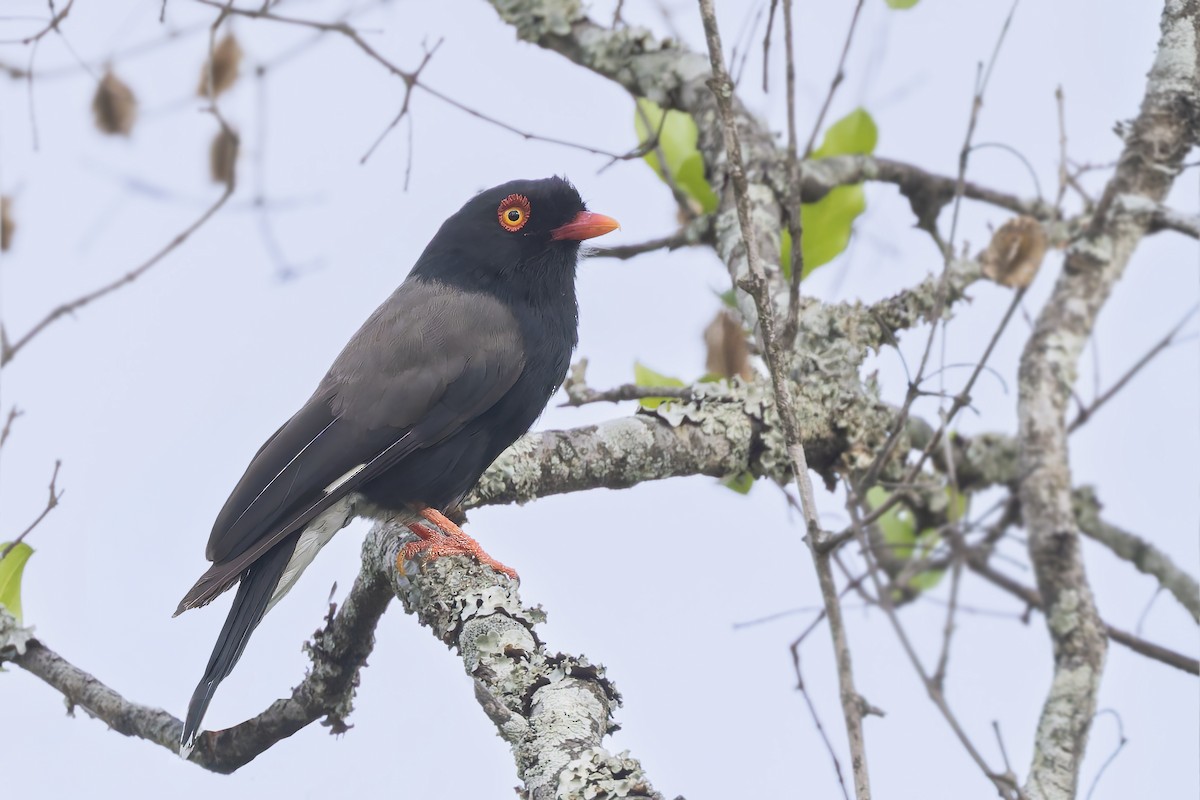 Retz's Helmetshrike - ML627701098