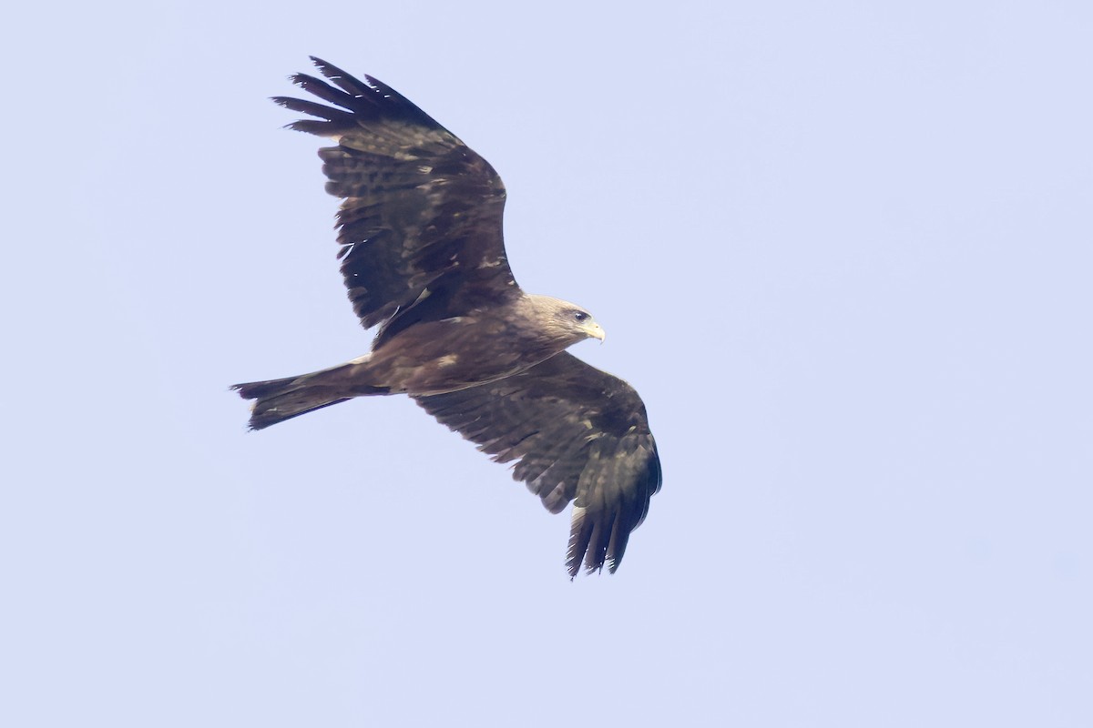 Black Kite (Yellow-billed) - ML627701104