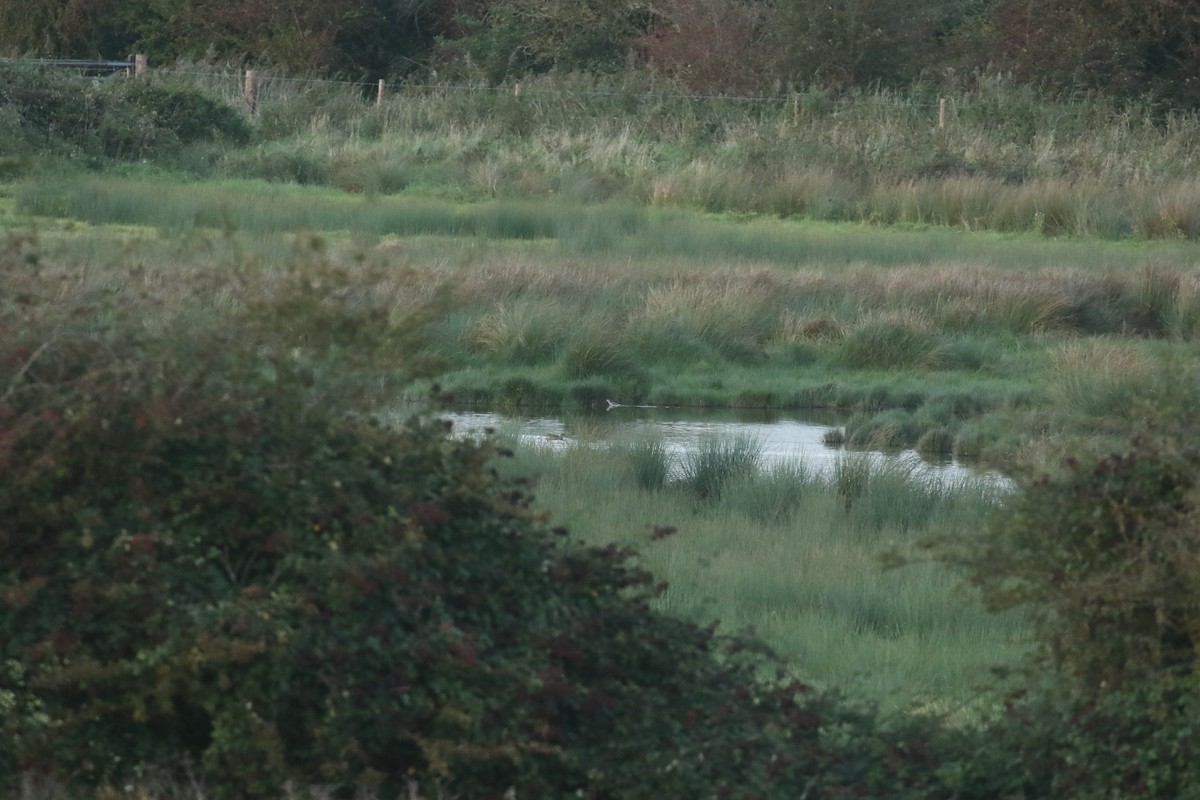 Wilson's Phalarope - ML627701215