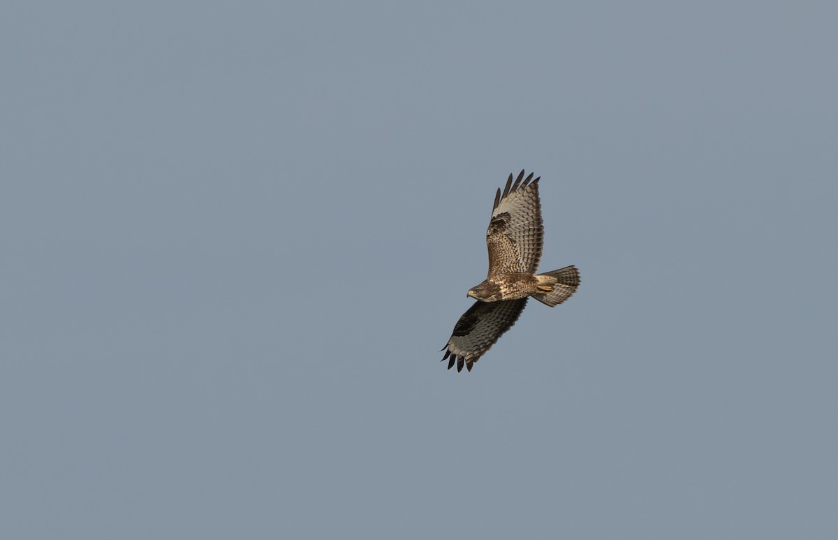 Mäusebussard - ML627701274