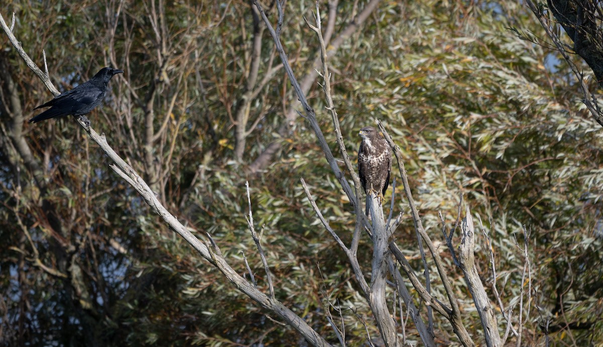 Mäusebussard - ML627701276