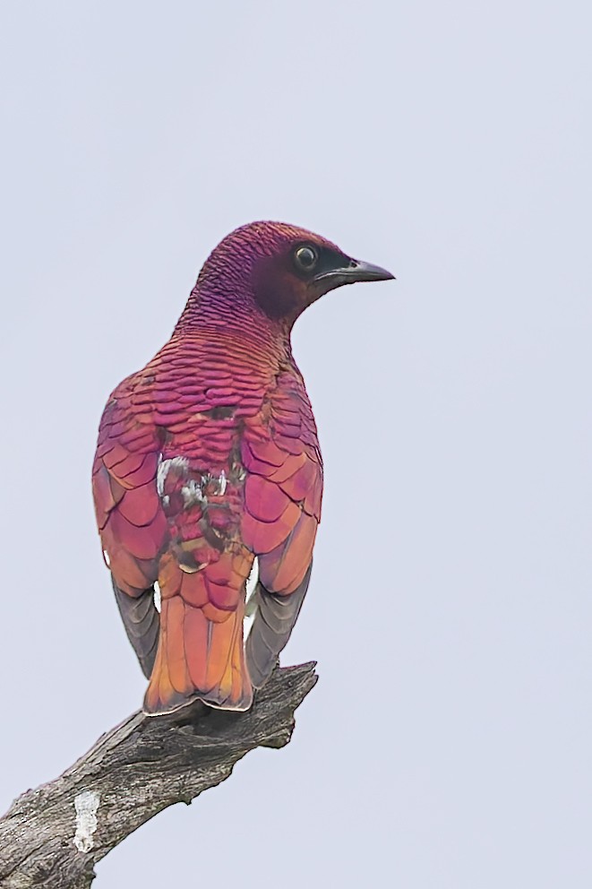 Violet-backed Starling - ML627701349