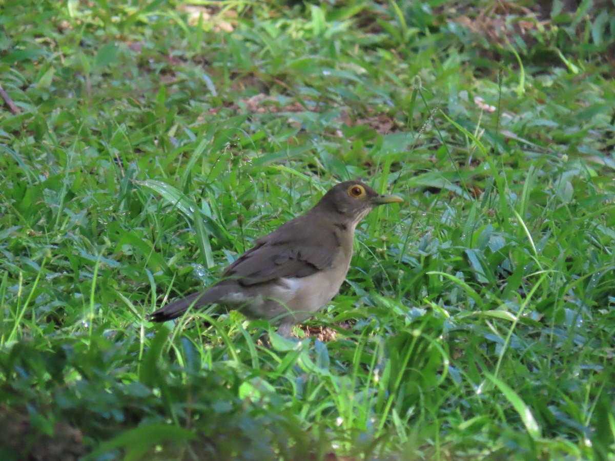 Spectacled Thrush - ML627701534