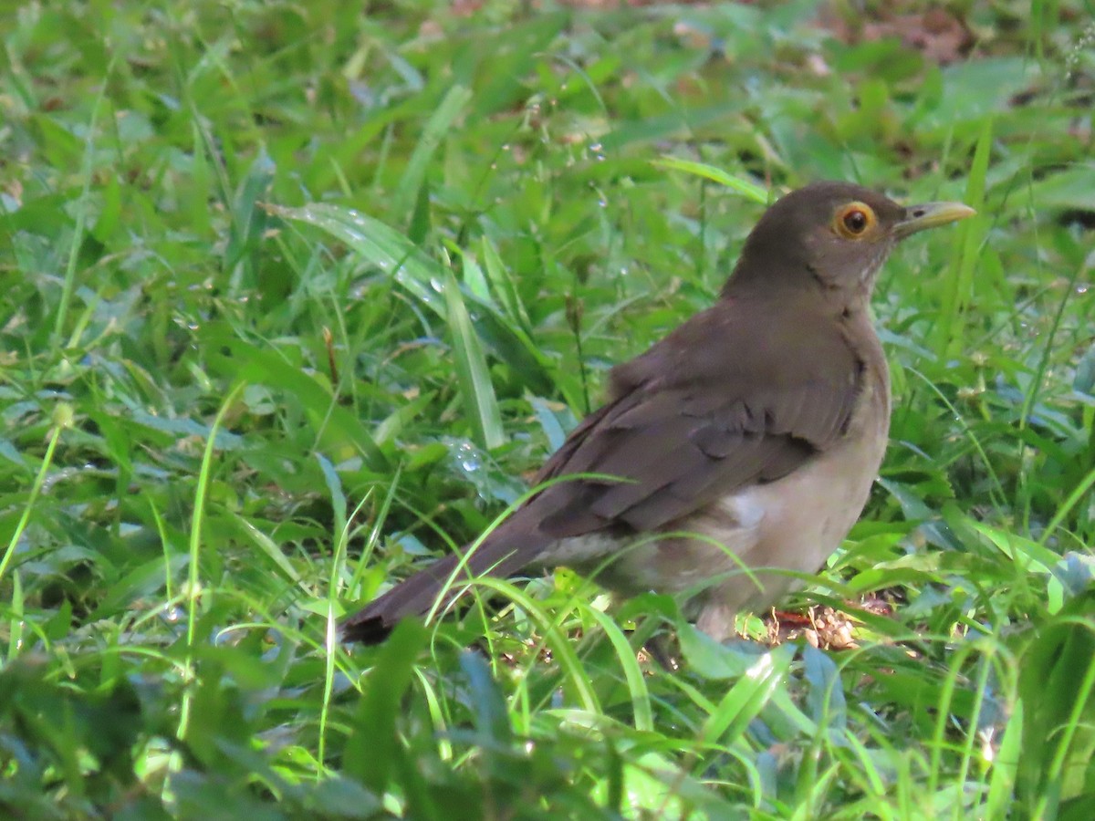 Spectacled Thrush - ML627701541