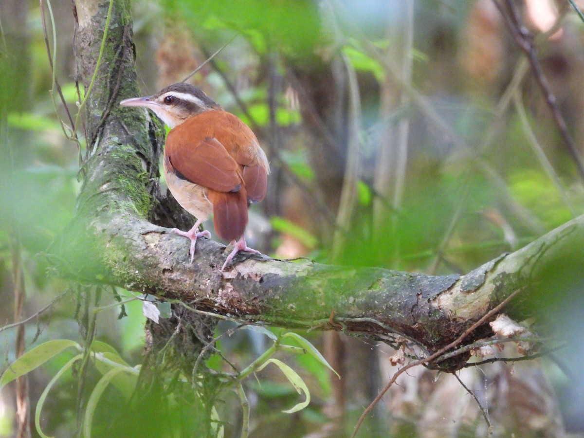 Pale-billed Hornero - Otto Valerio Amazonas Birding