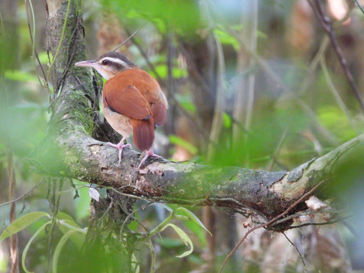 Pale-billed Hornero - ML627701552