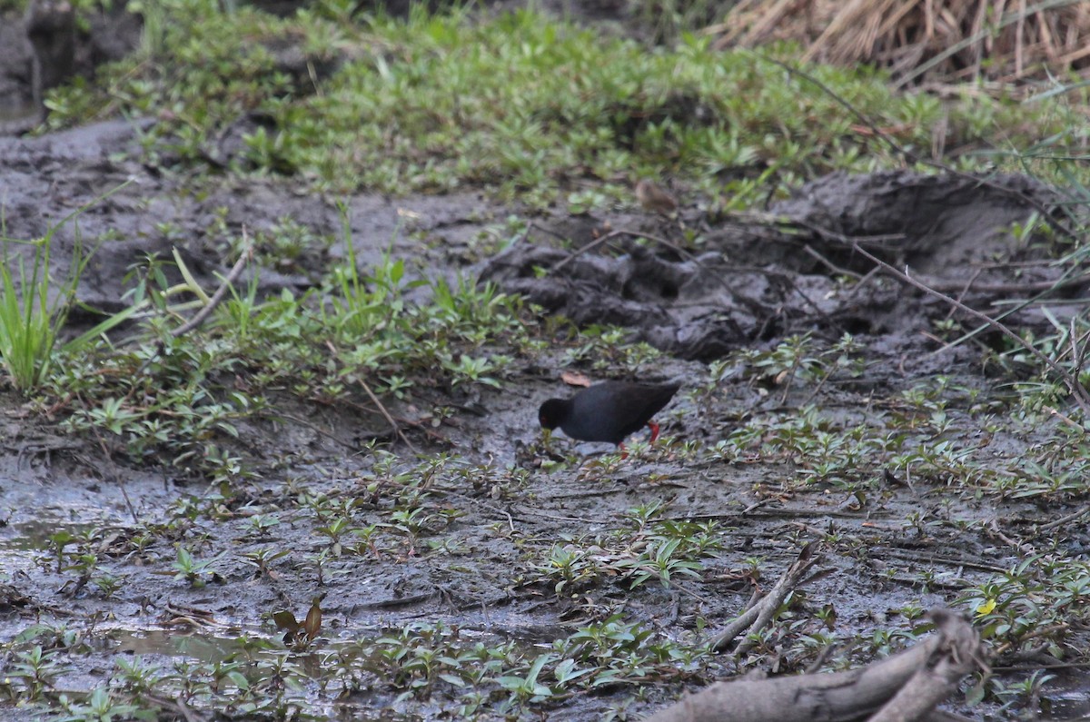 Black Crake - ML627701590