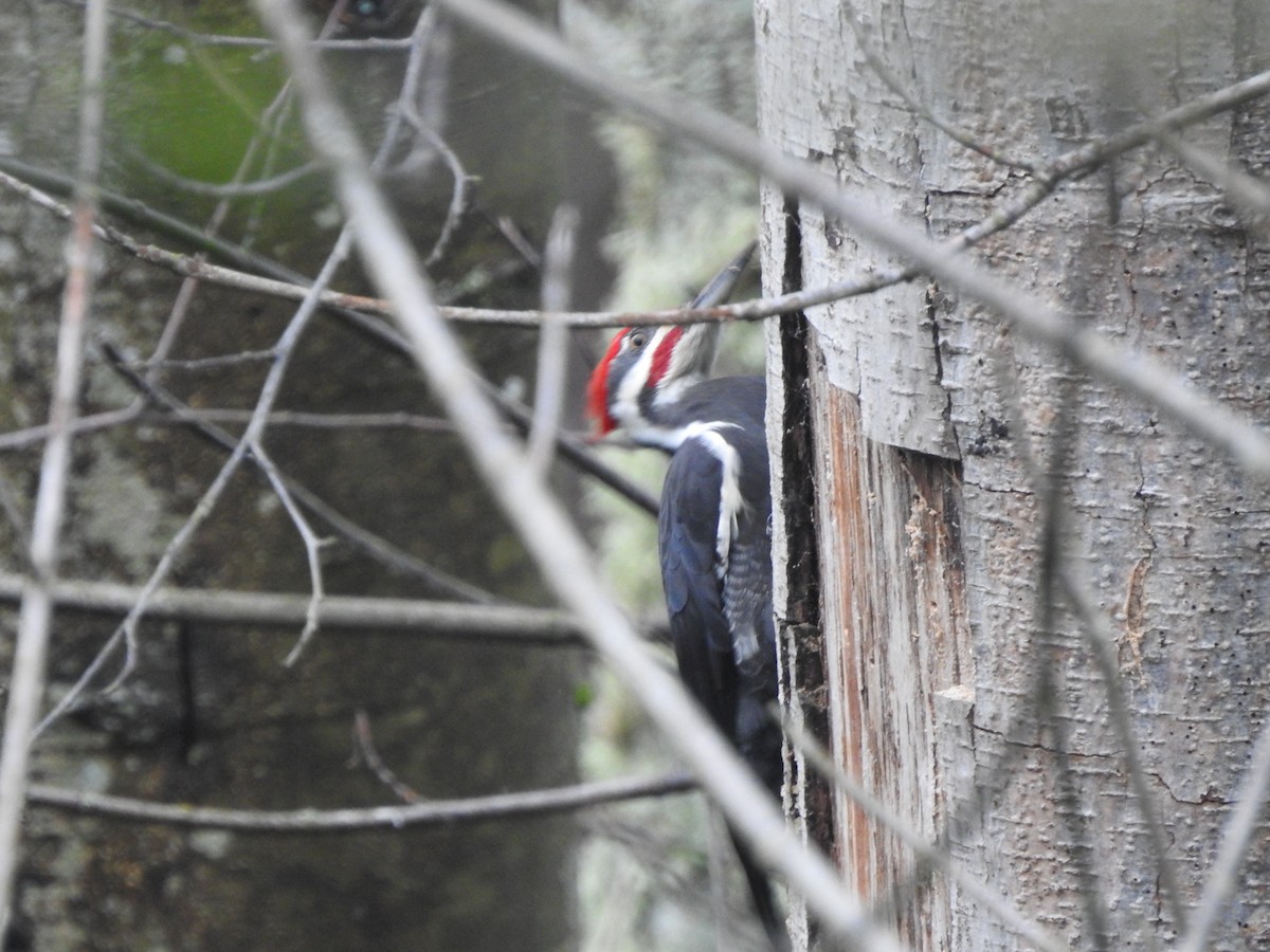 Pileated Woodpecker - ML627701629