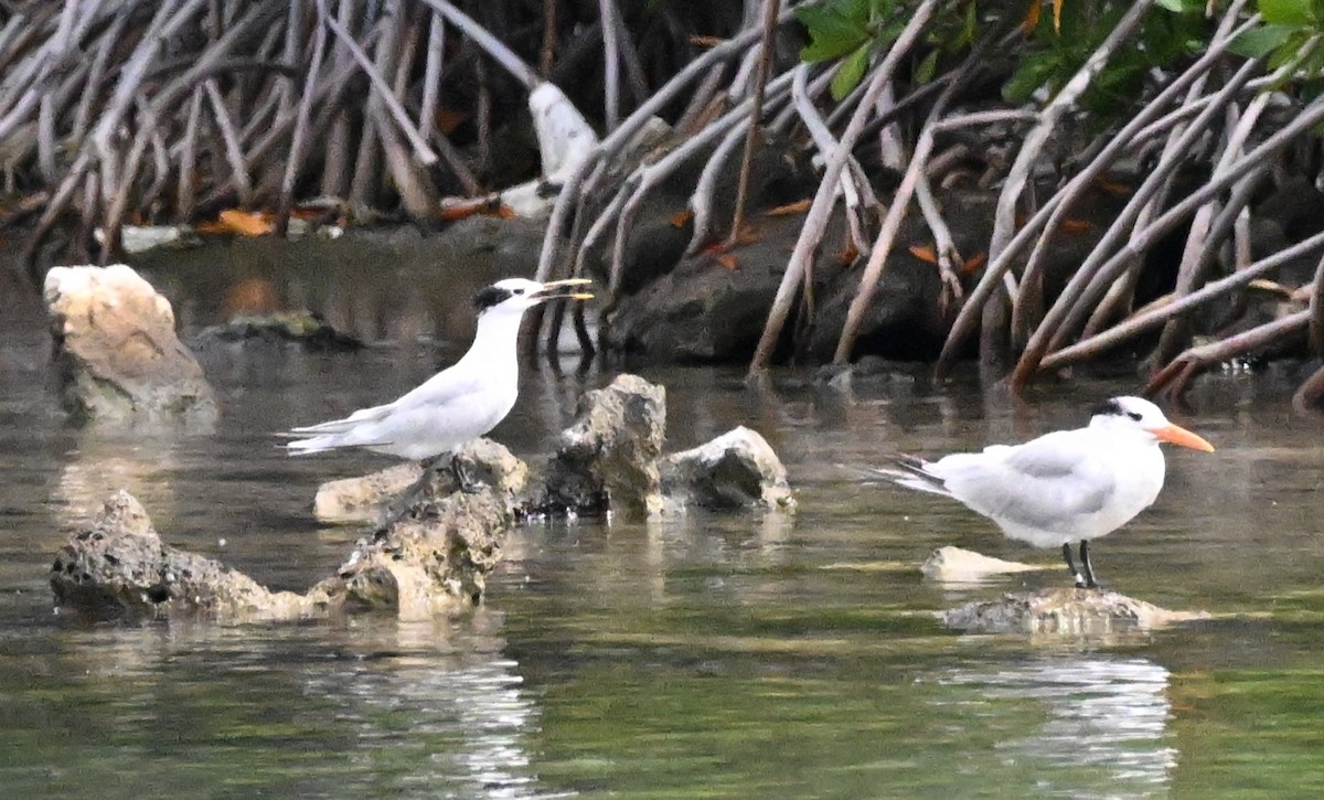 Крячок рябодзьобий - ML627701633