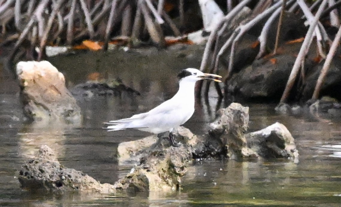 Крячок рябодзьобий - ML627701636