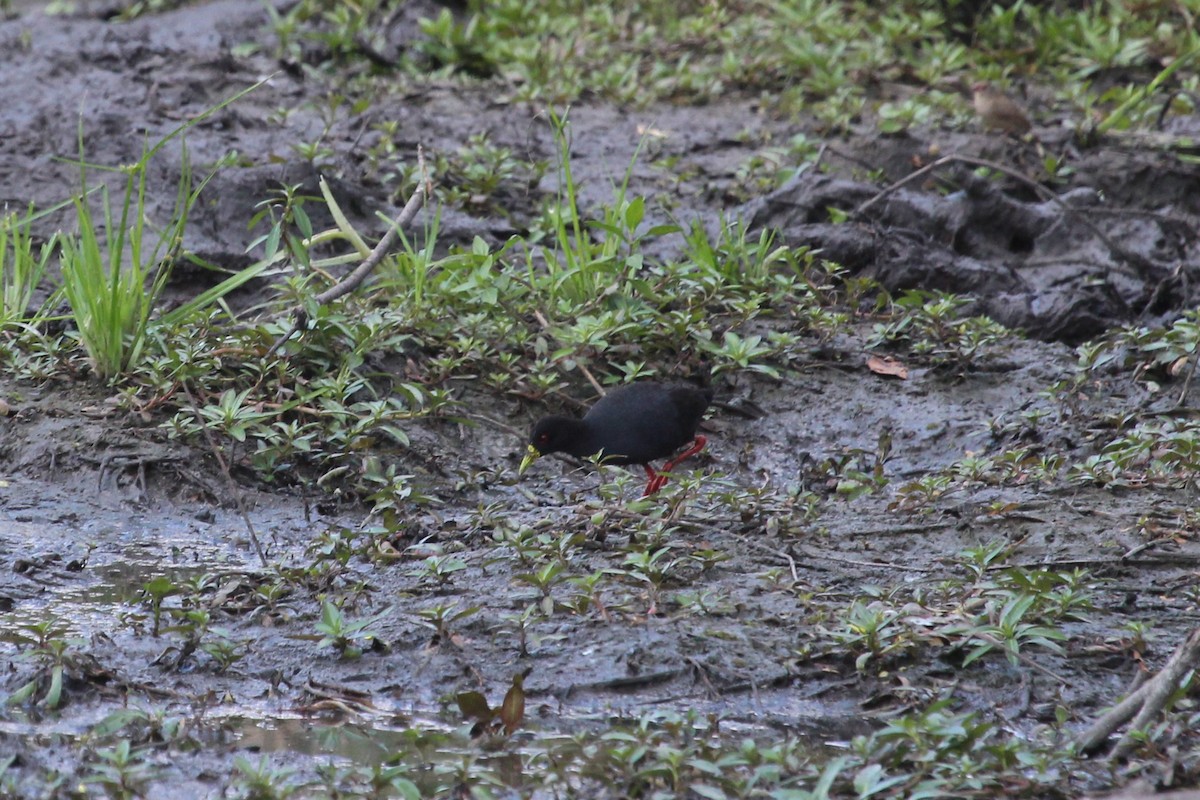 Black Crake - ML627701642