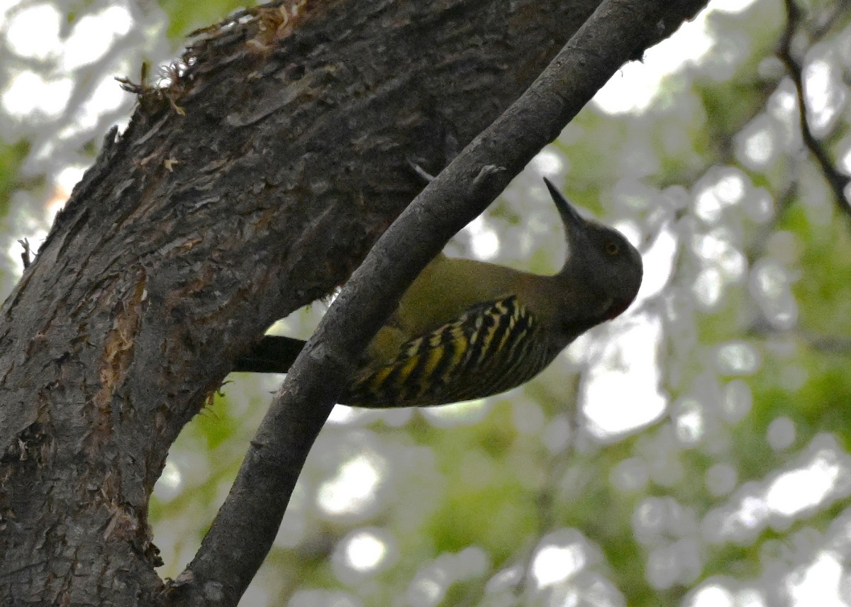 Гіла гаїтійська - ML627701650