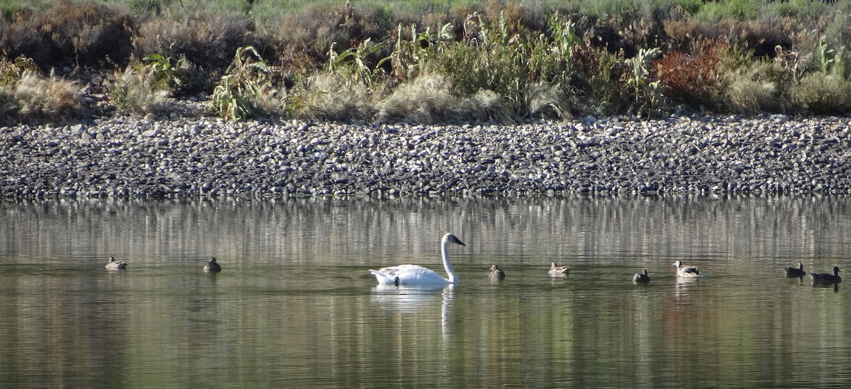Trumpeter Swan - ML627701699