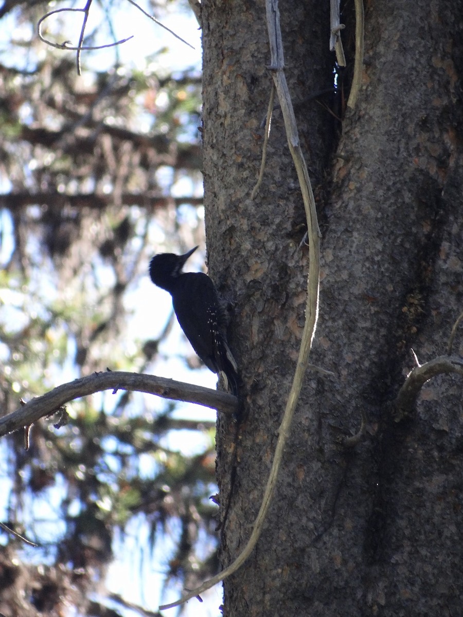 Black-backed Woodpecker - ML627701752