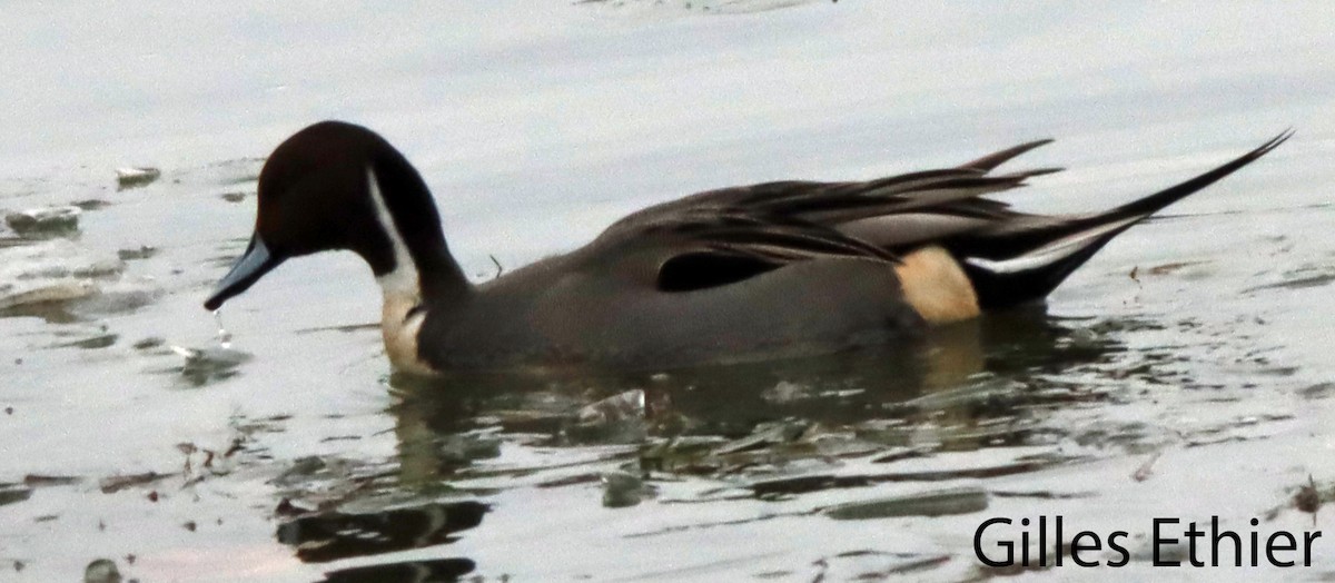 Northern Pintail - ML627701757