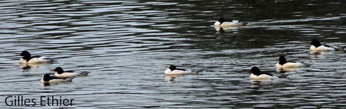 Common Merganser - ML627701769