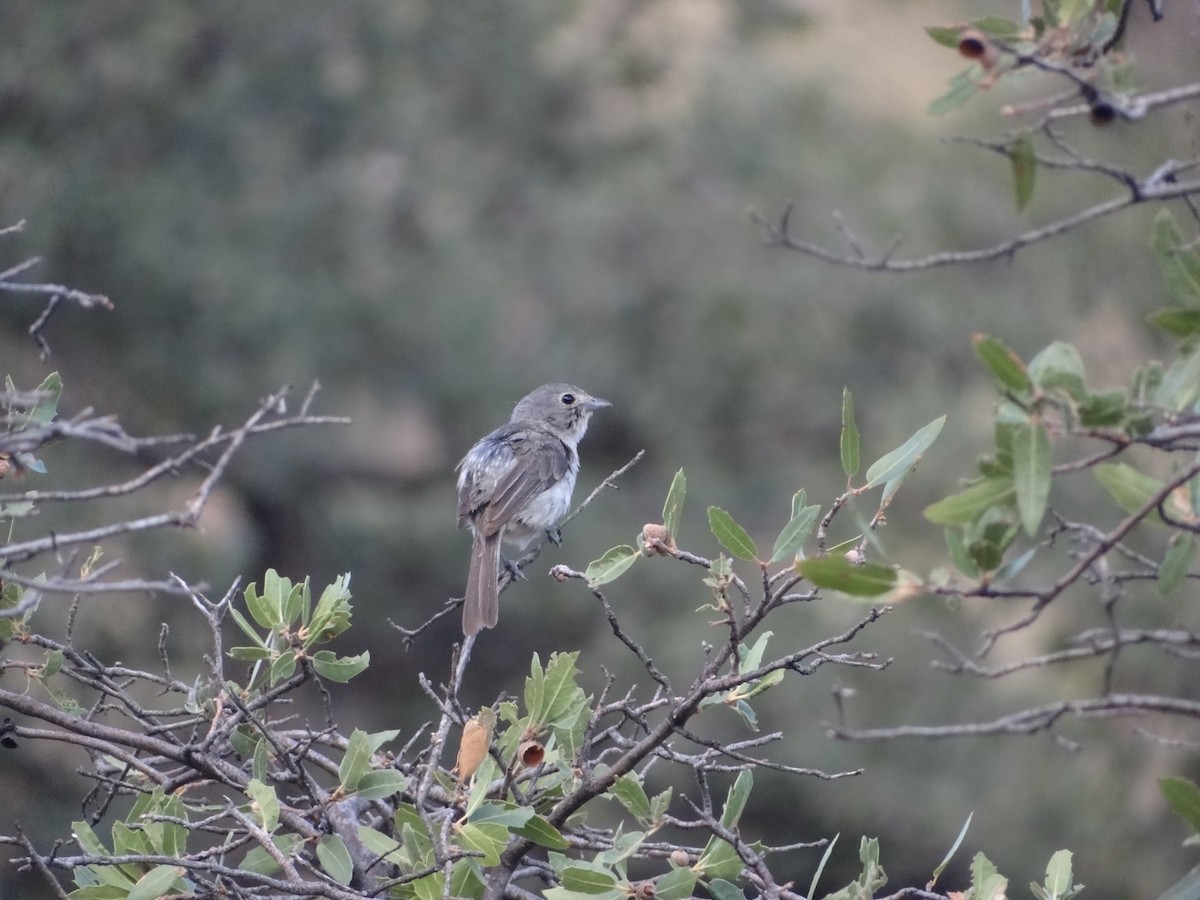 Gray Vireo - ML627701774