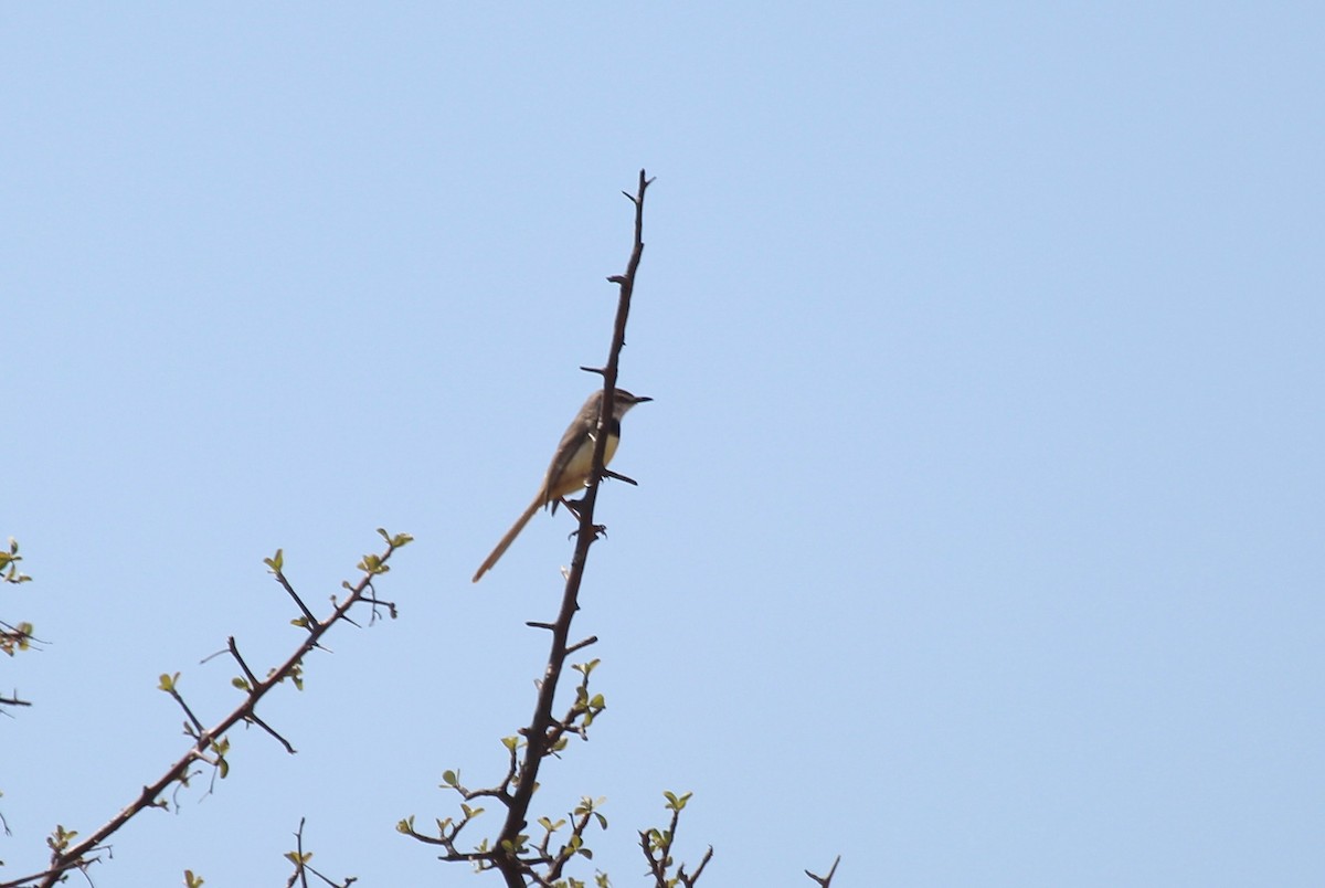 Prinia à plastron - ML627701783