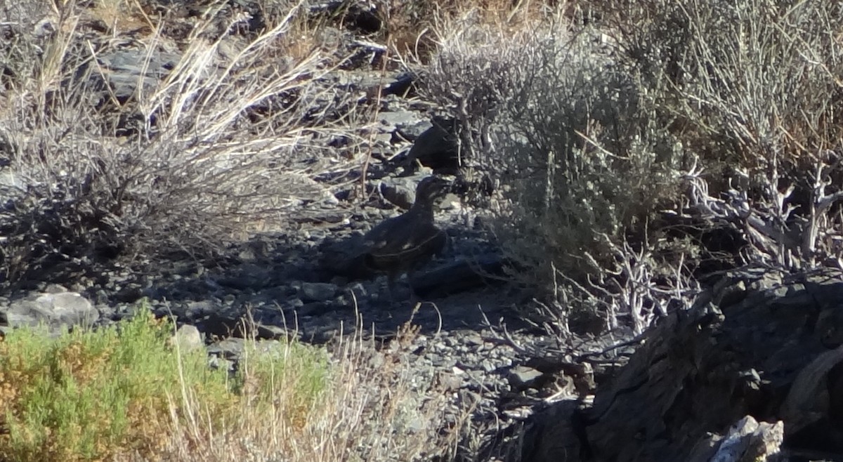 Chukar - ML627701794