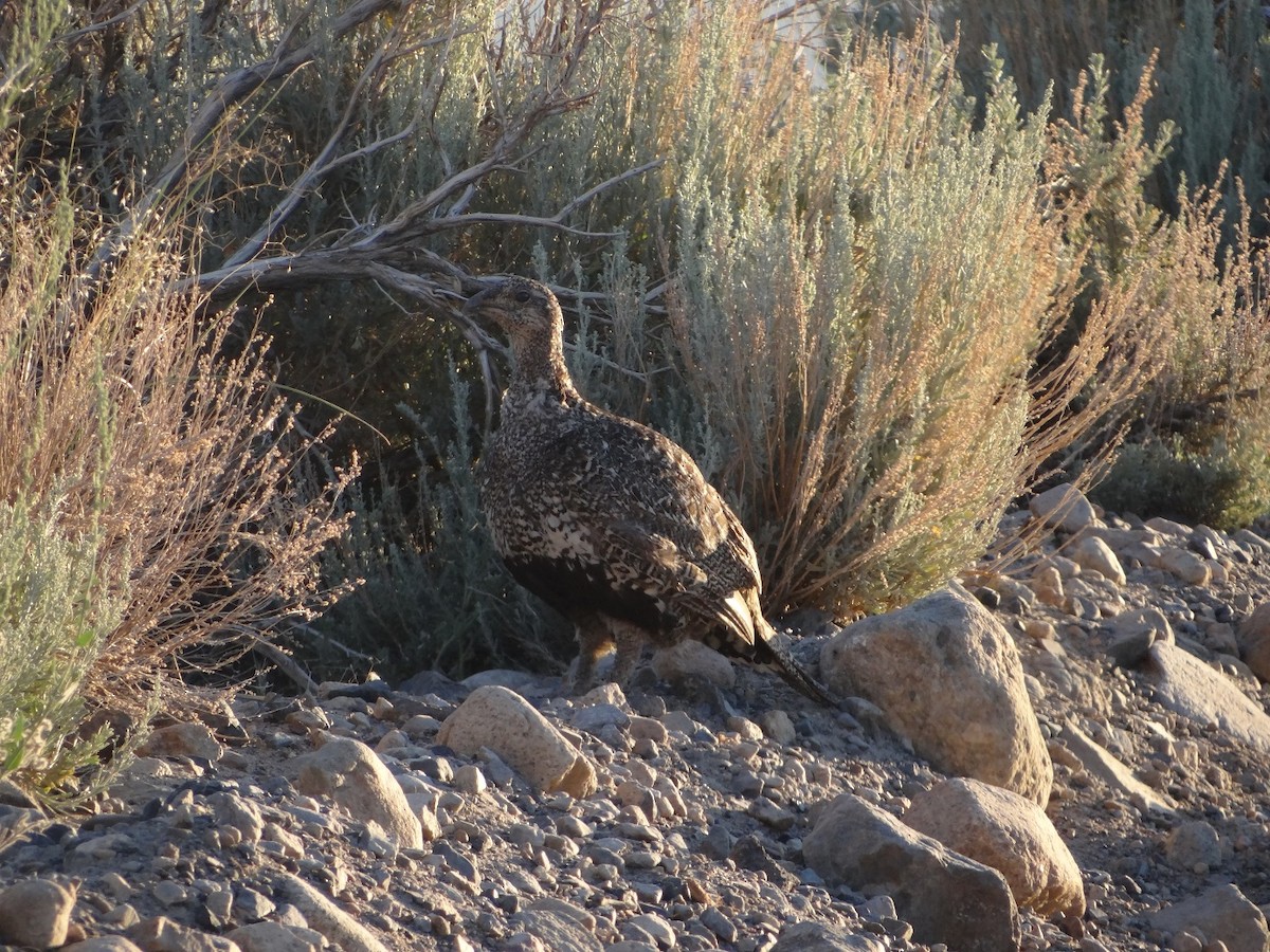 Greater Sage-Grouse - ML627701826