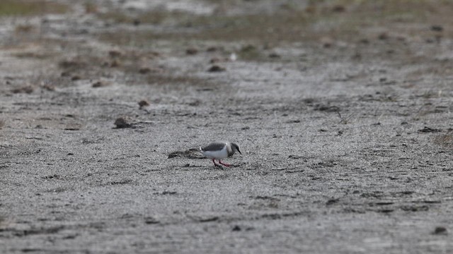 Magellanic Plover - ML627701989