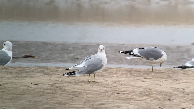 Ring-billed Gull - ML627701991