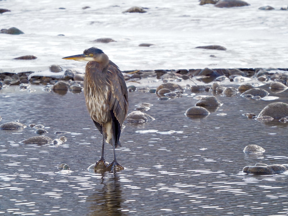 Great Blue Heron - ML627702055