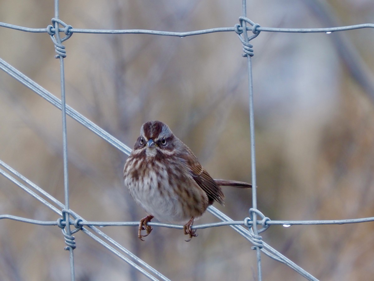 Song Sparrow - ML627702082