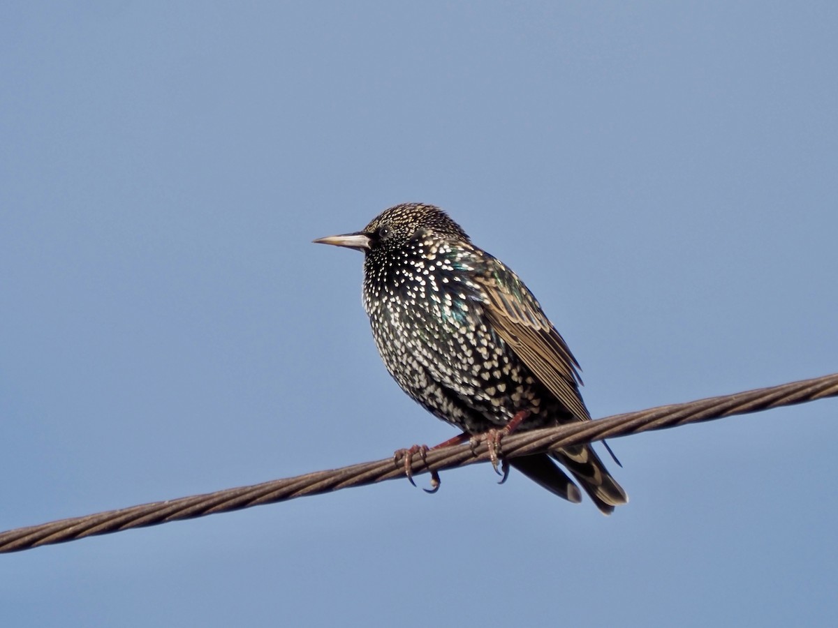 European Starling - ML627702085