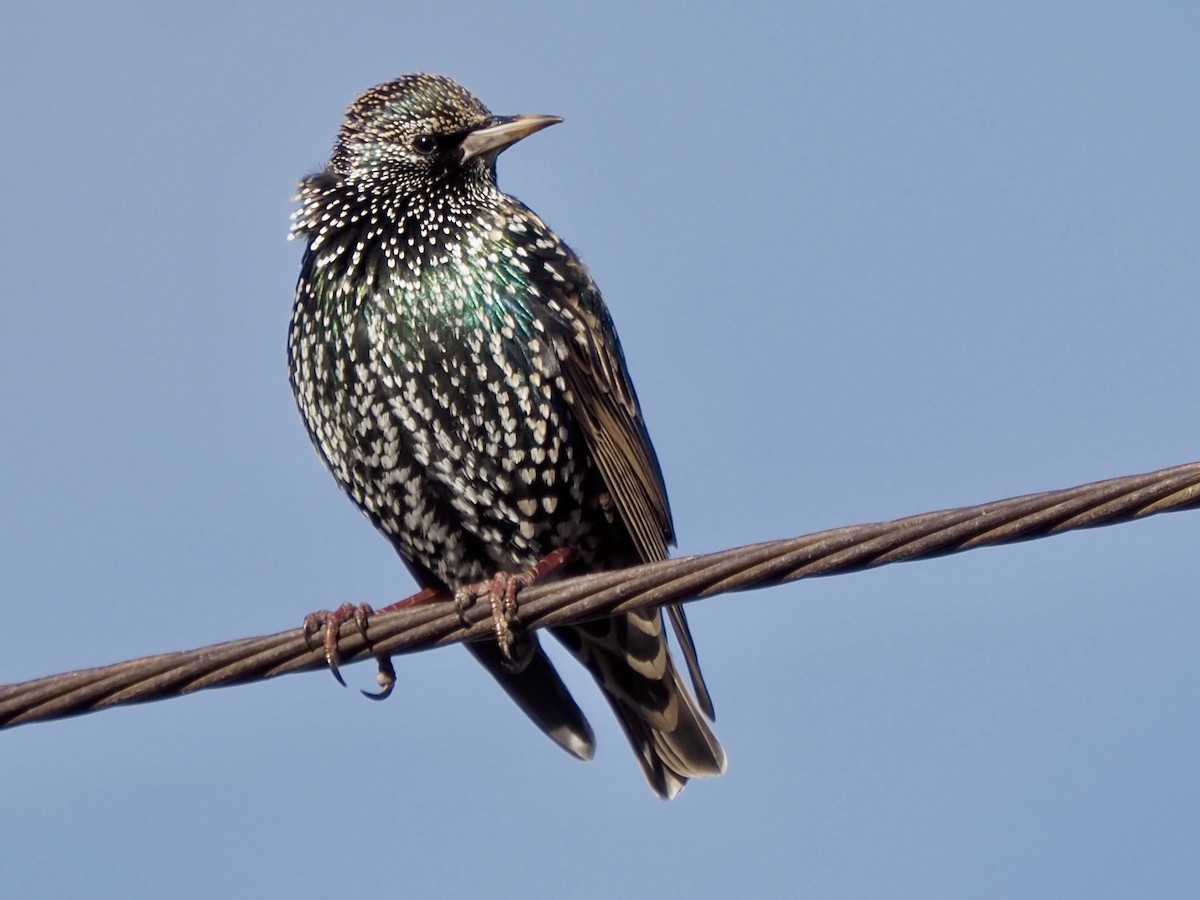 European Starling - ML627702086