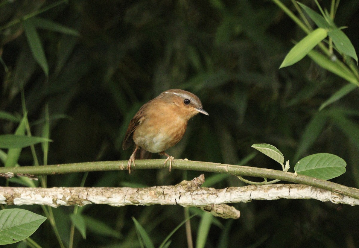 Rufous Gnateater - ML627702094