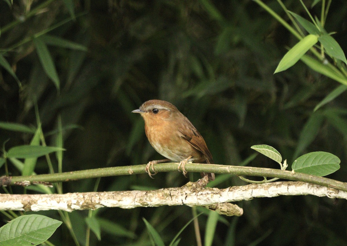 Rufous Gnateater - ML627702096