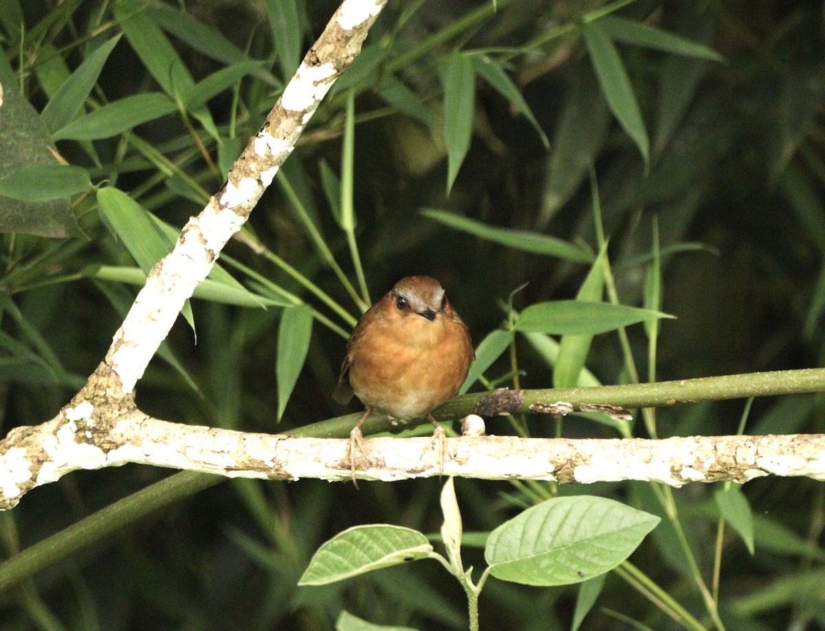 Rufous Gnateater - ML627702097