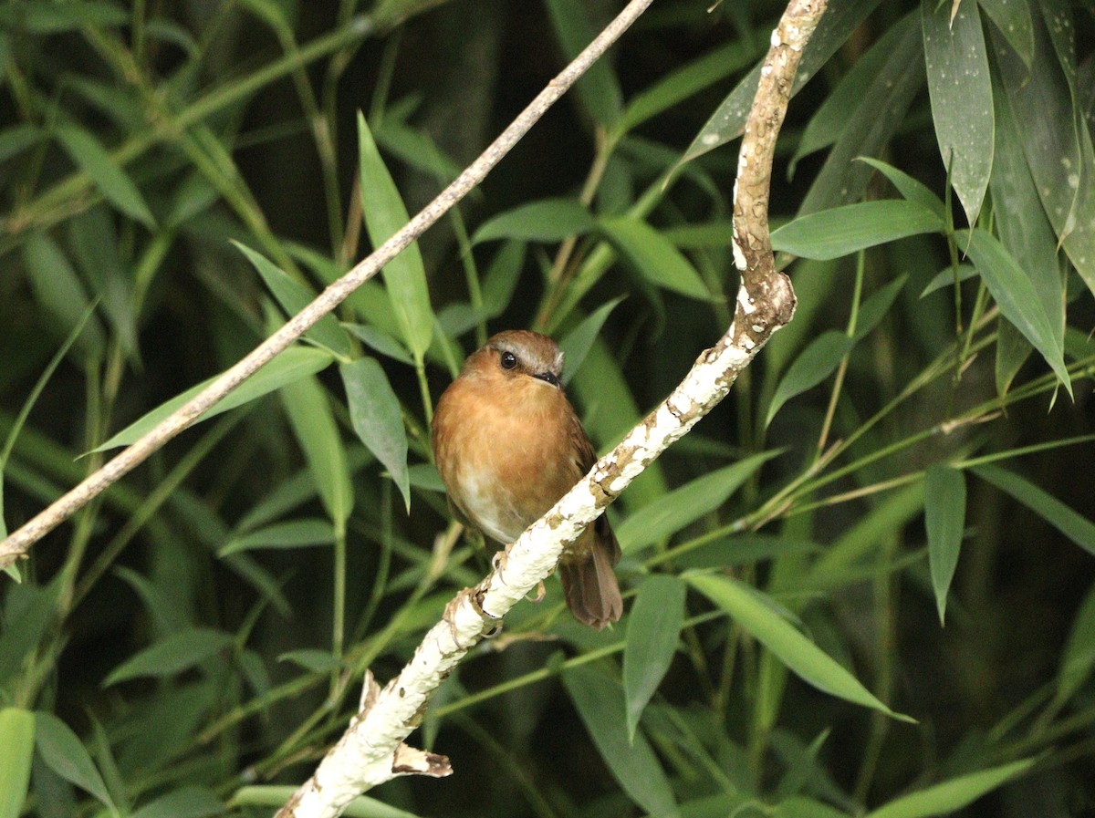 Rufous Gnateater - ML627702098