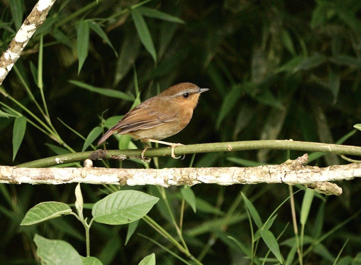 Rufous Gnateater - ML627702100