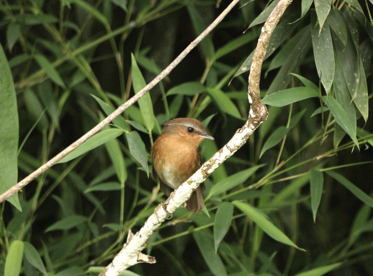 Rufous Gnateater - ML627702101