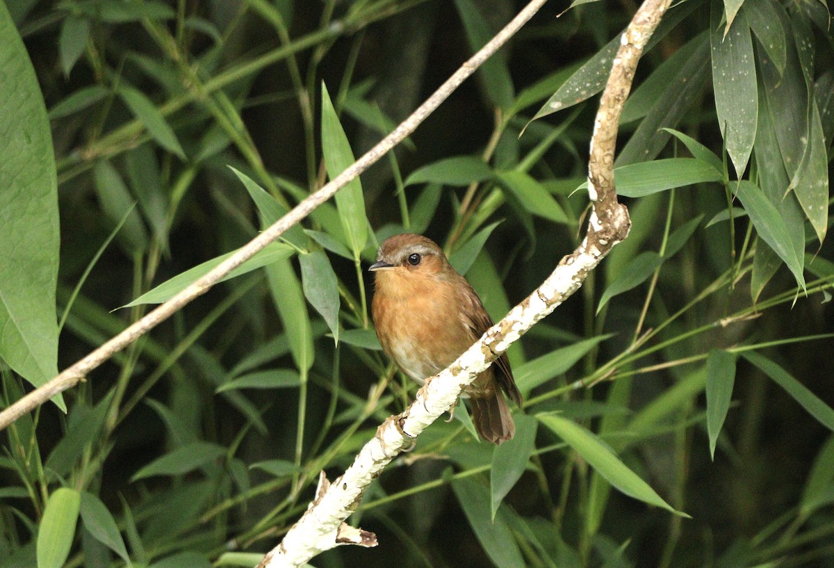 Rufous Gnateater - ML627702102