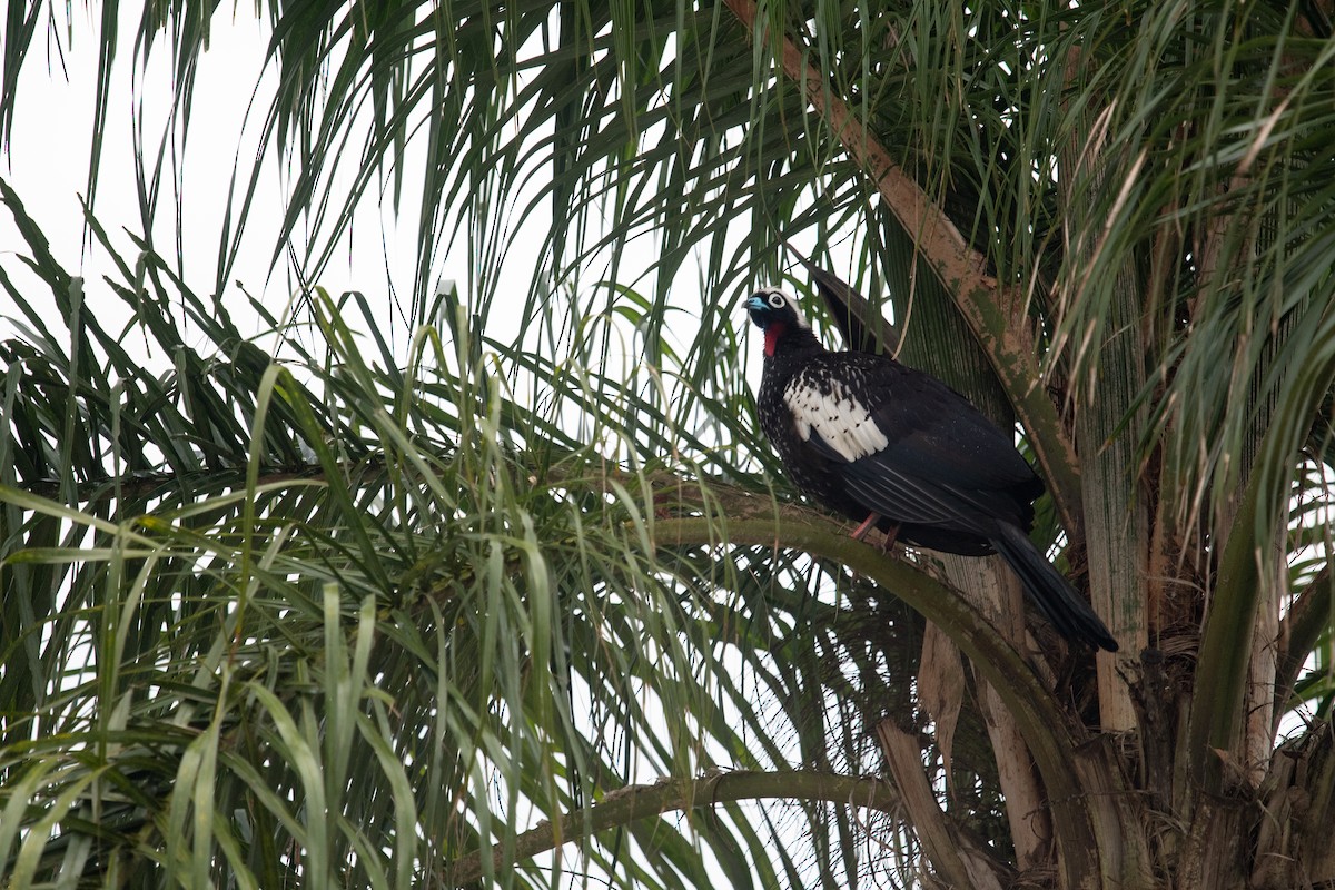 Black-fronted Piping-Guan - ML627702124