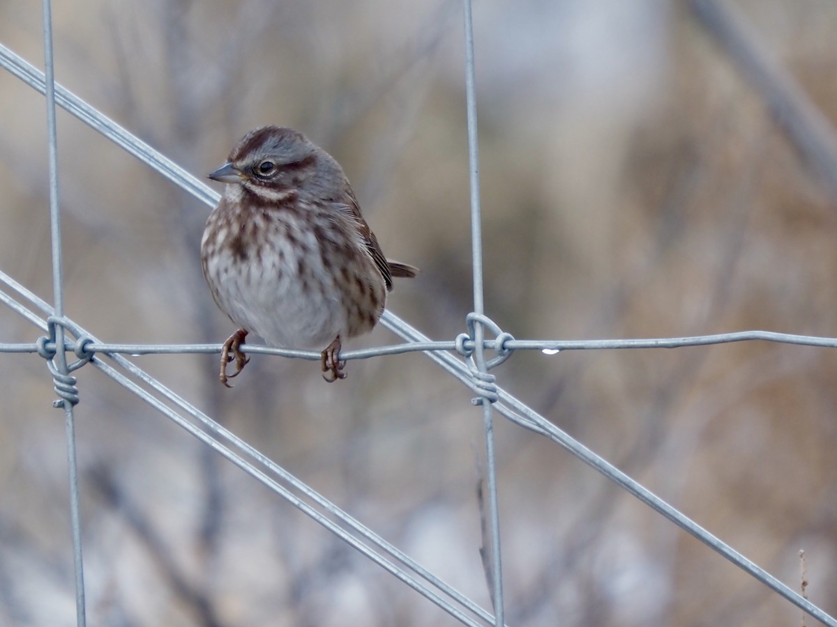 Song Sparrow - ML627702130