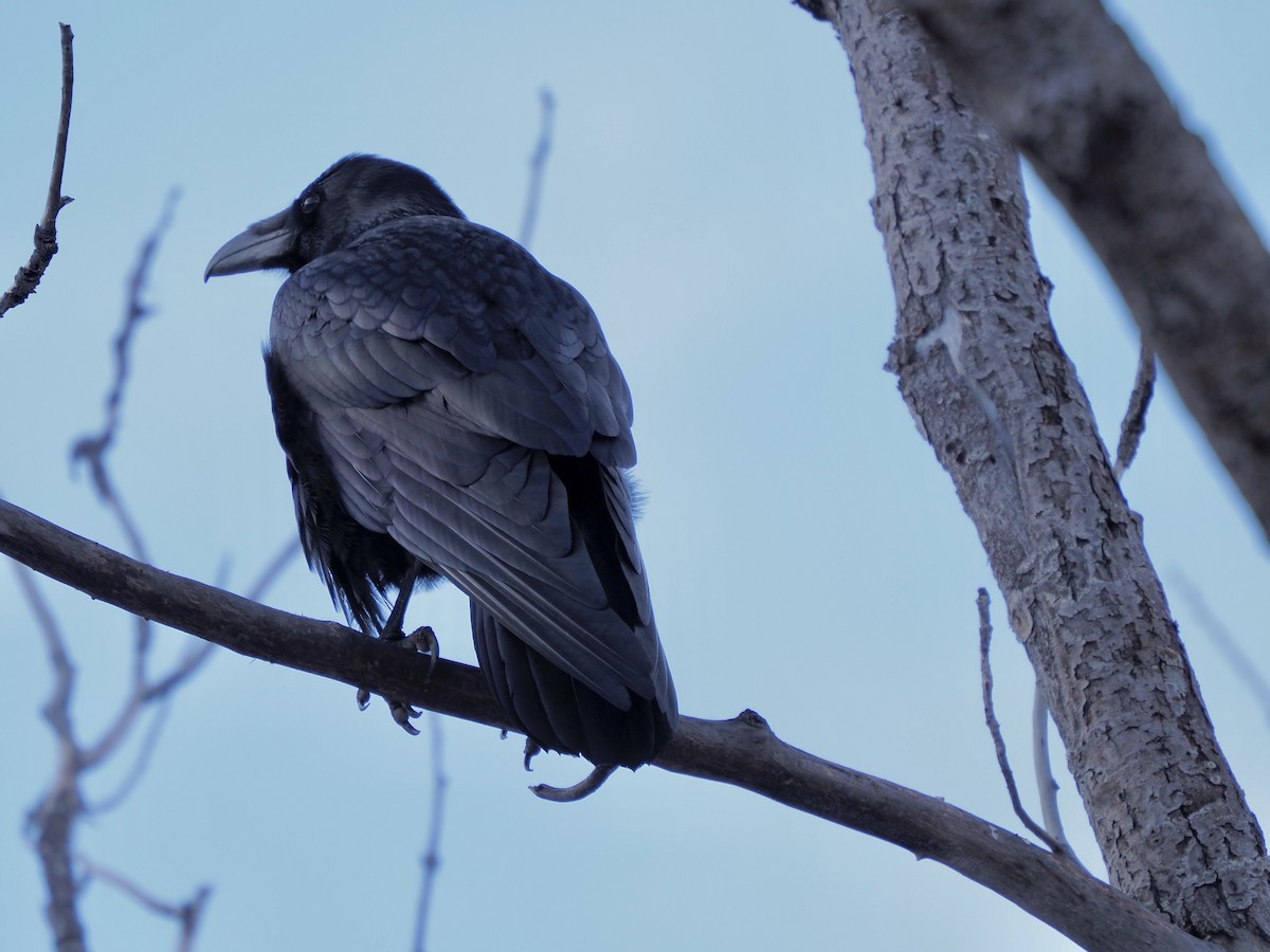 Common Raven - ML627702236