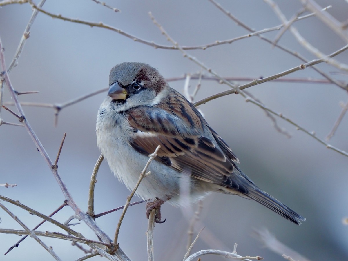 House Sparrow - ML627702254