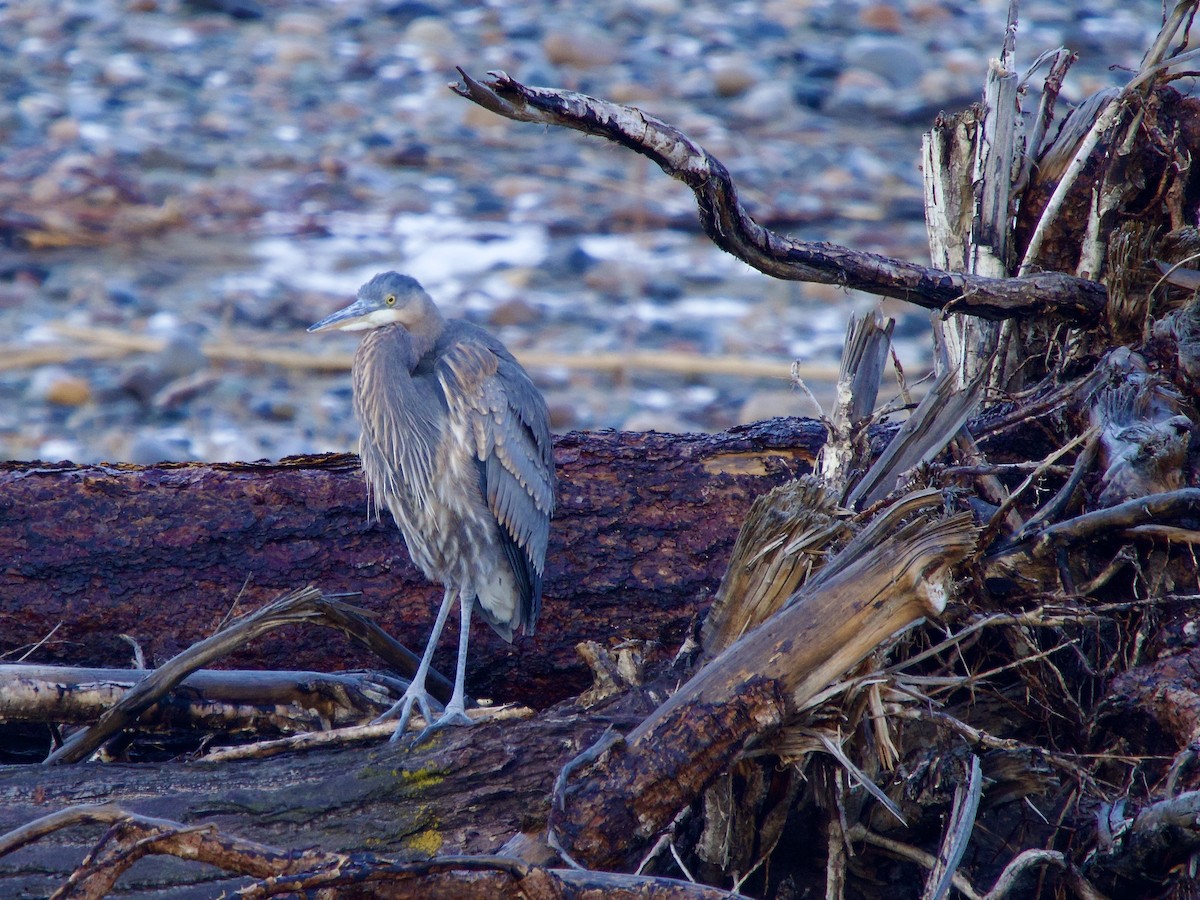 Great Blue Heron - ML627702325