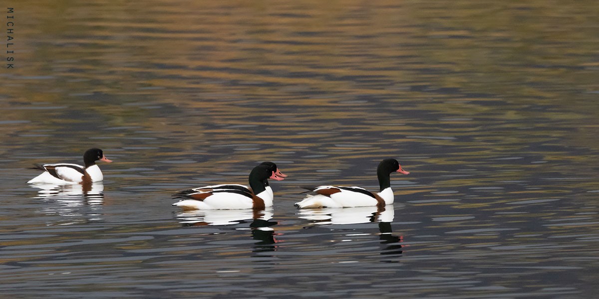 Common Shelduck - Michalis Kotsakis