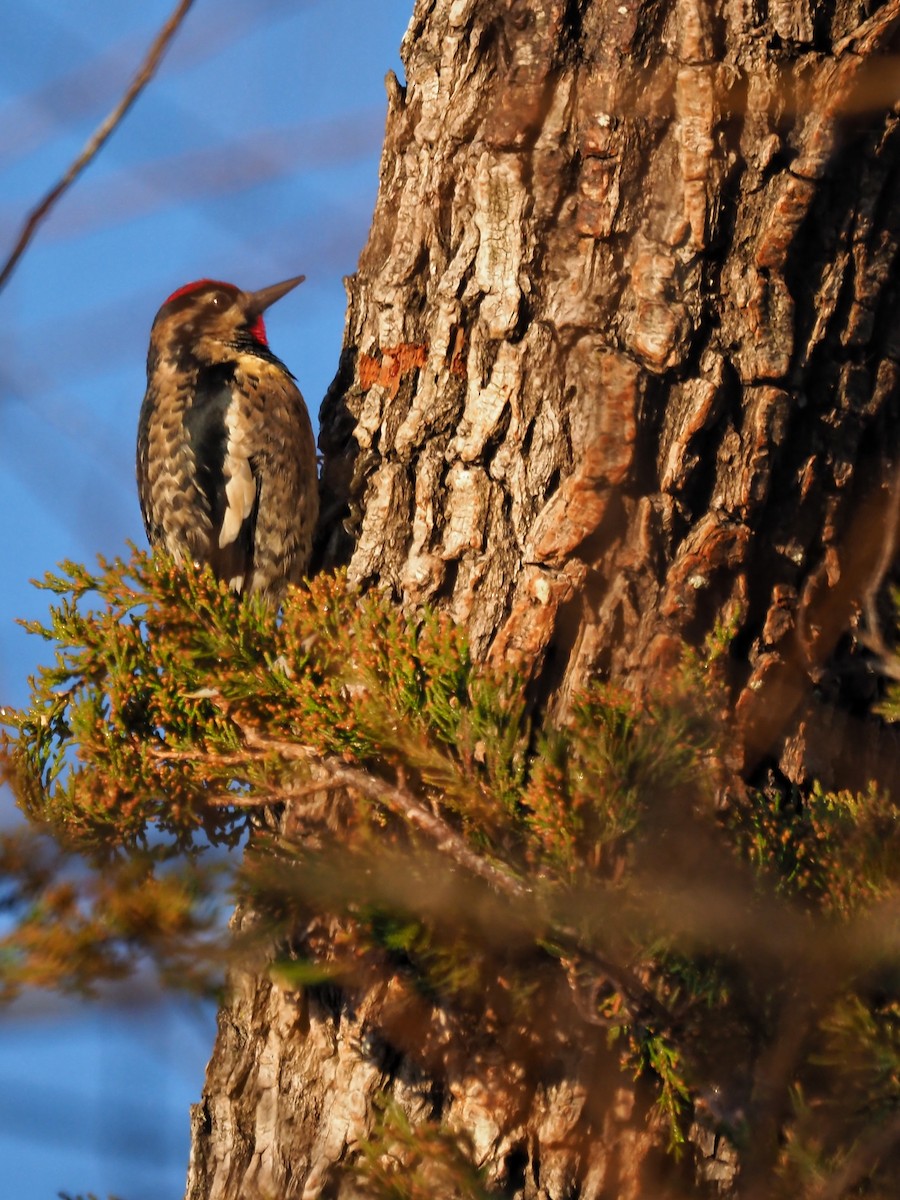 Yellow-bellied Sapsucker - ML627702341