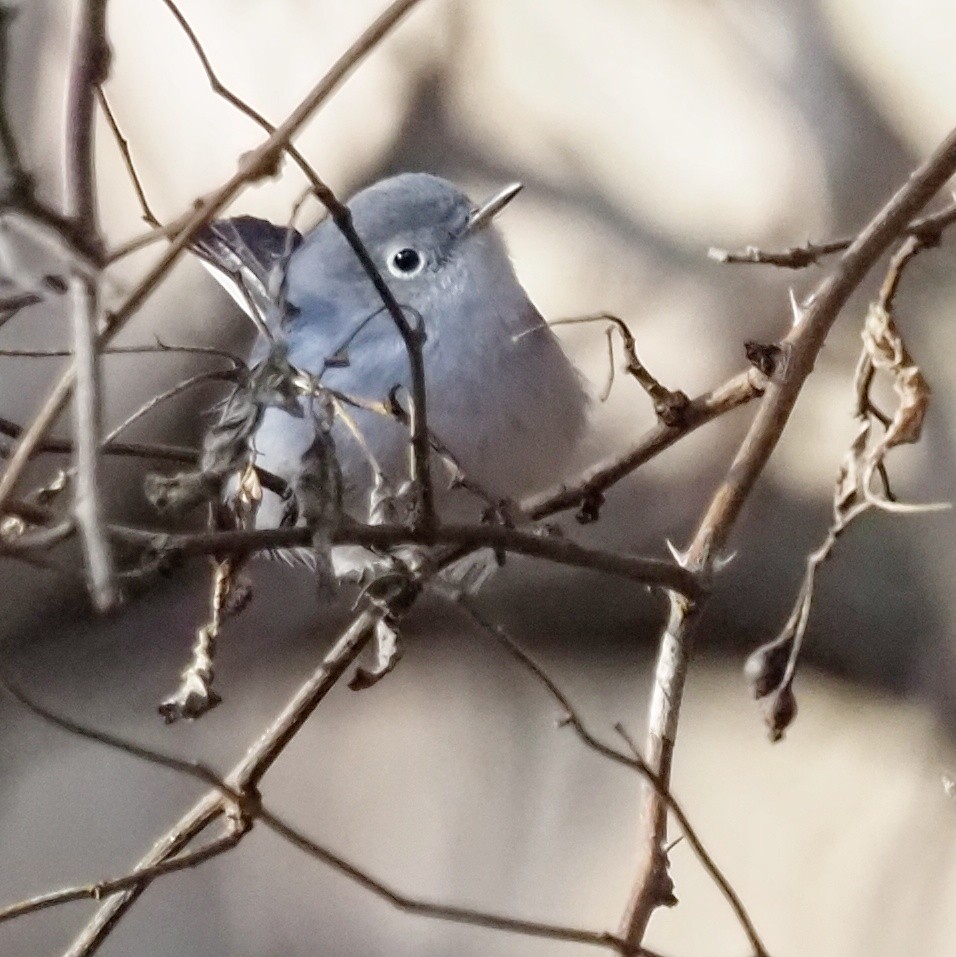 Blue-gray Gnatcatcher - ML627702348