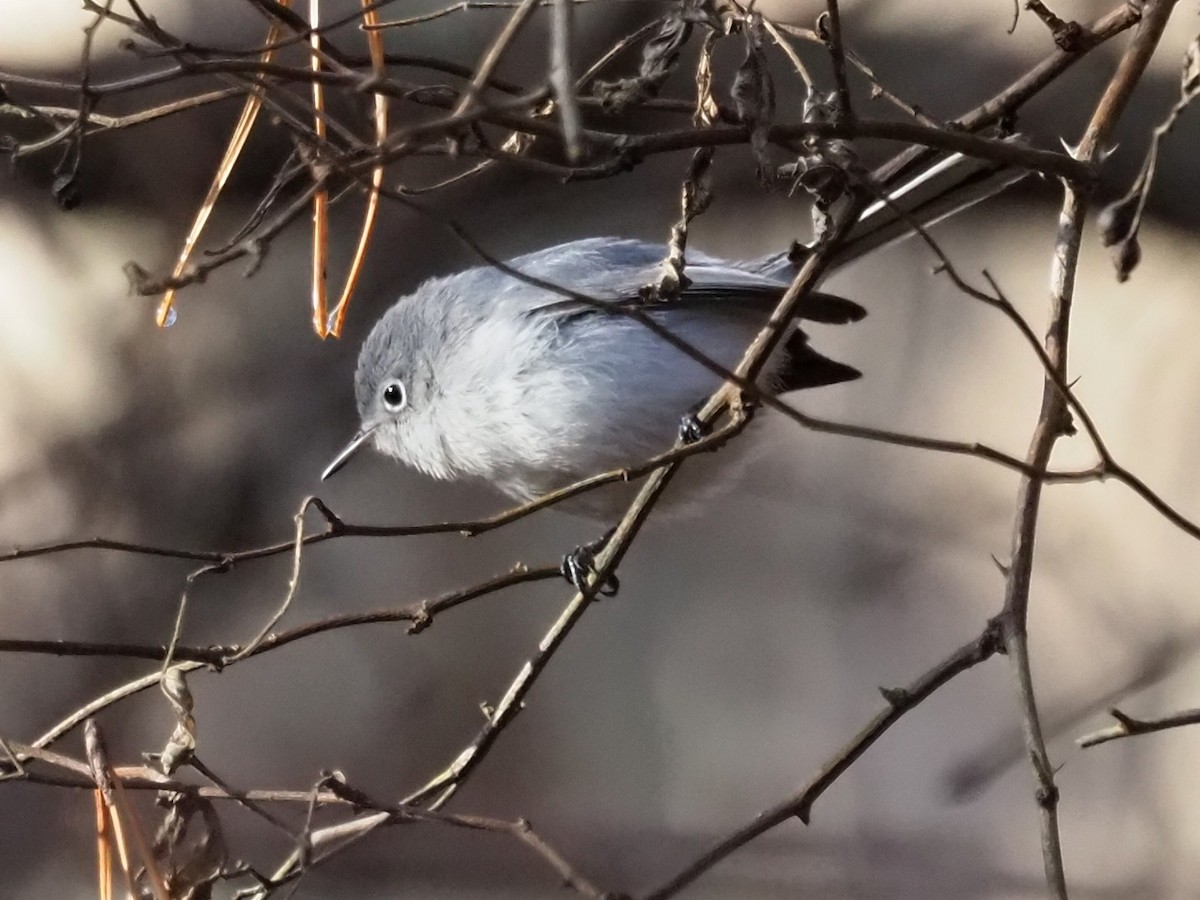 Blue-gray Gnatcatcher - ML627702352