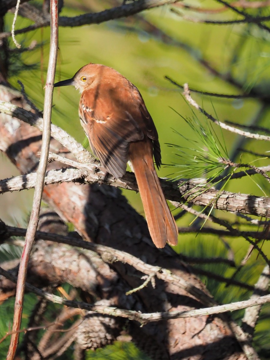 Brown Thrasher - ML627702356